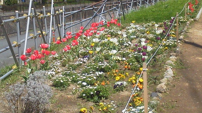 鍛冶橋口の一年草ゾーンは花でいっぱい